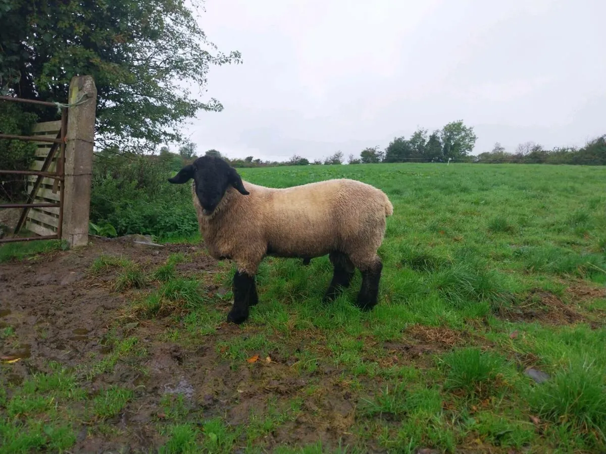 Suffolk and Vendéen Ram lambs - Image 2