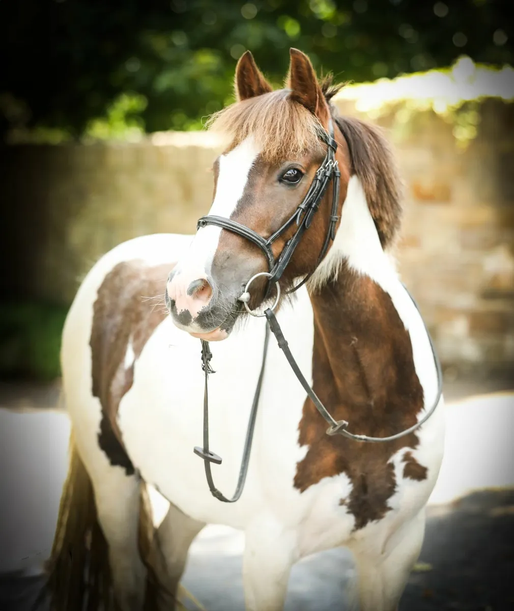 ✨ 128cm 11yo Skewbald Mare – Super All-Rounder - Image 1