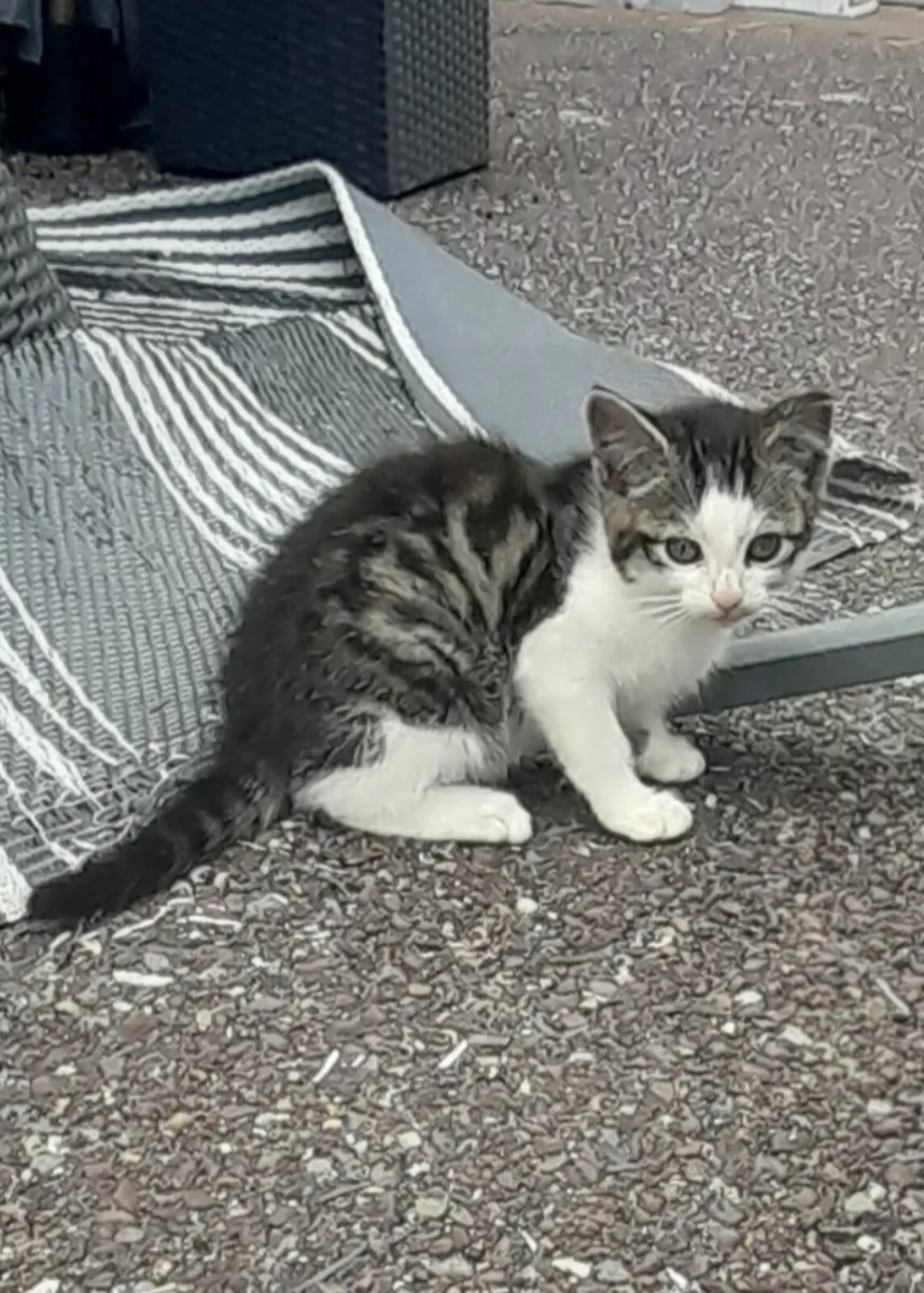 Kittens - Image 2