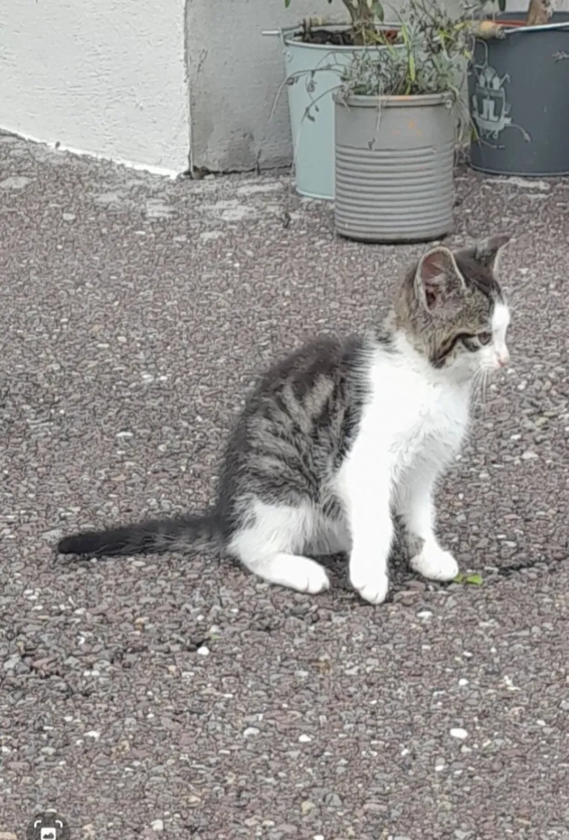 Kittens - Image 3
