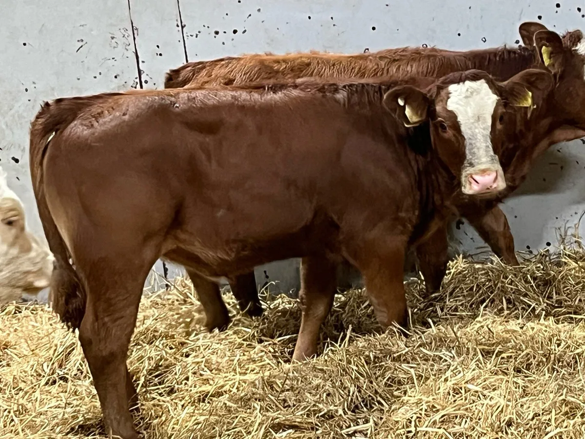Super 220Kg Continental Heifer Weanlings - Image 1