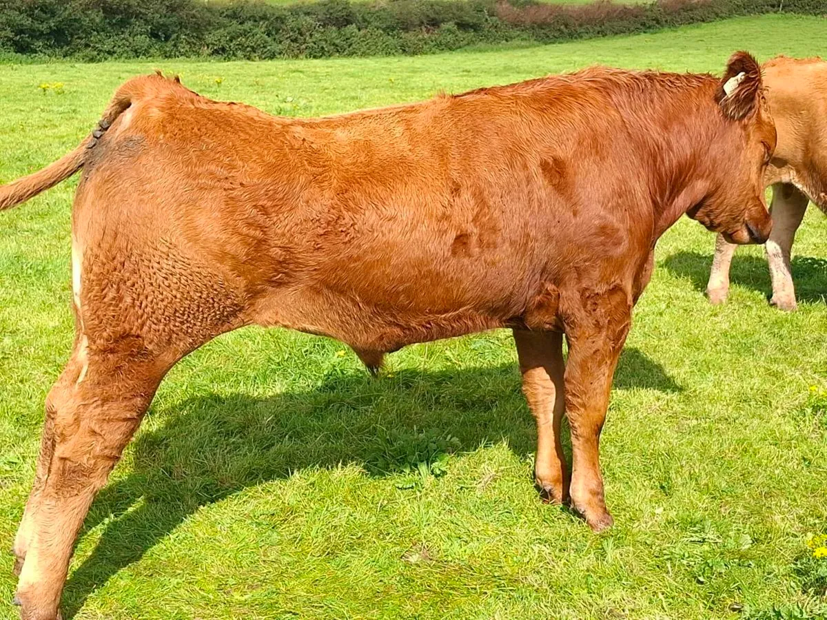 Full Symbol Organic Limousin Bullocks - Image 2