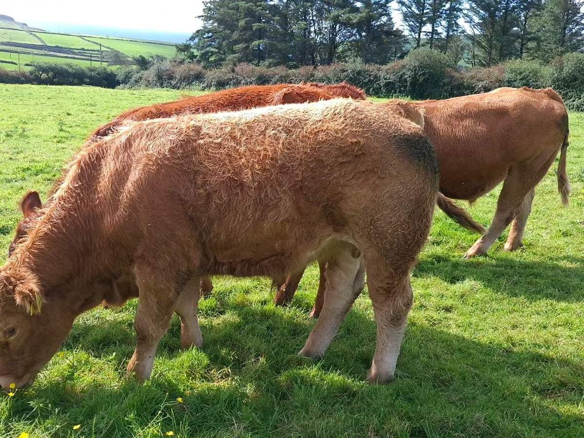 Full Symbol Organic Limousin Bullocks - Image 3