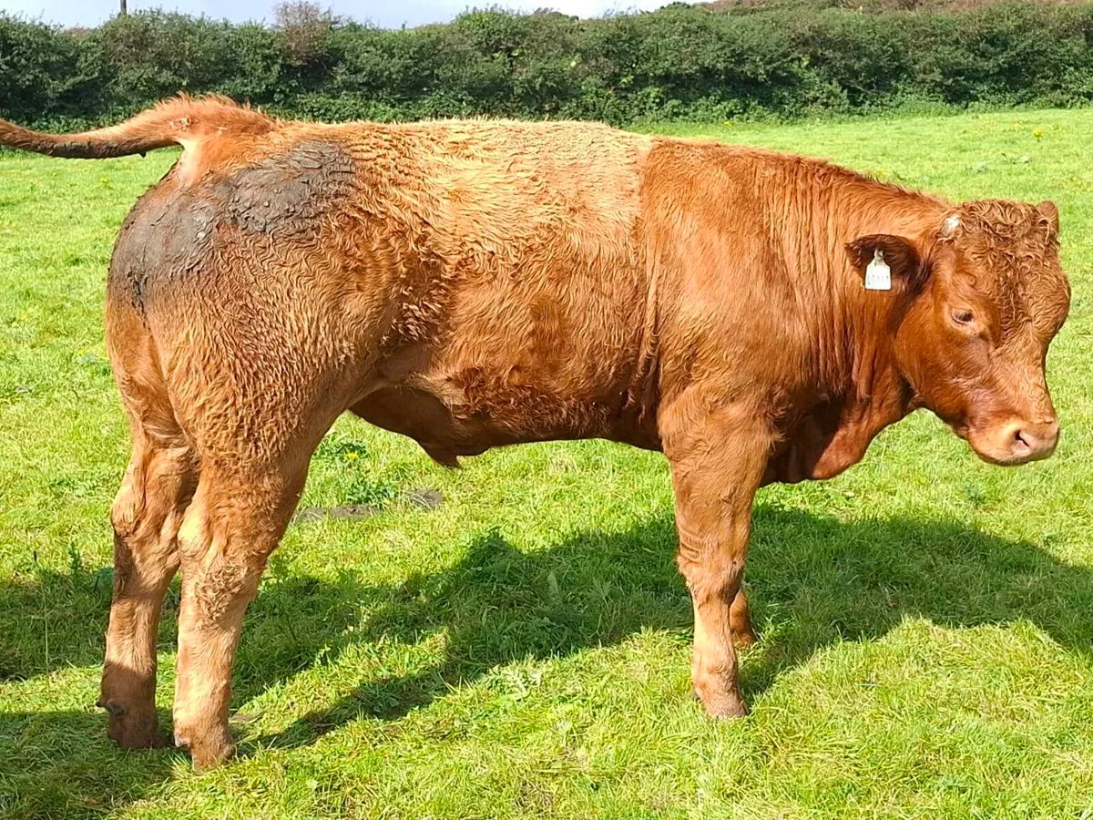 Full Symbol Organic Limousin Bullocks - Image 4