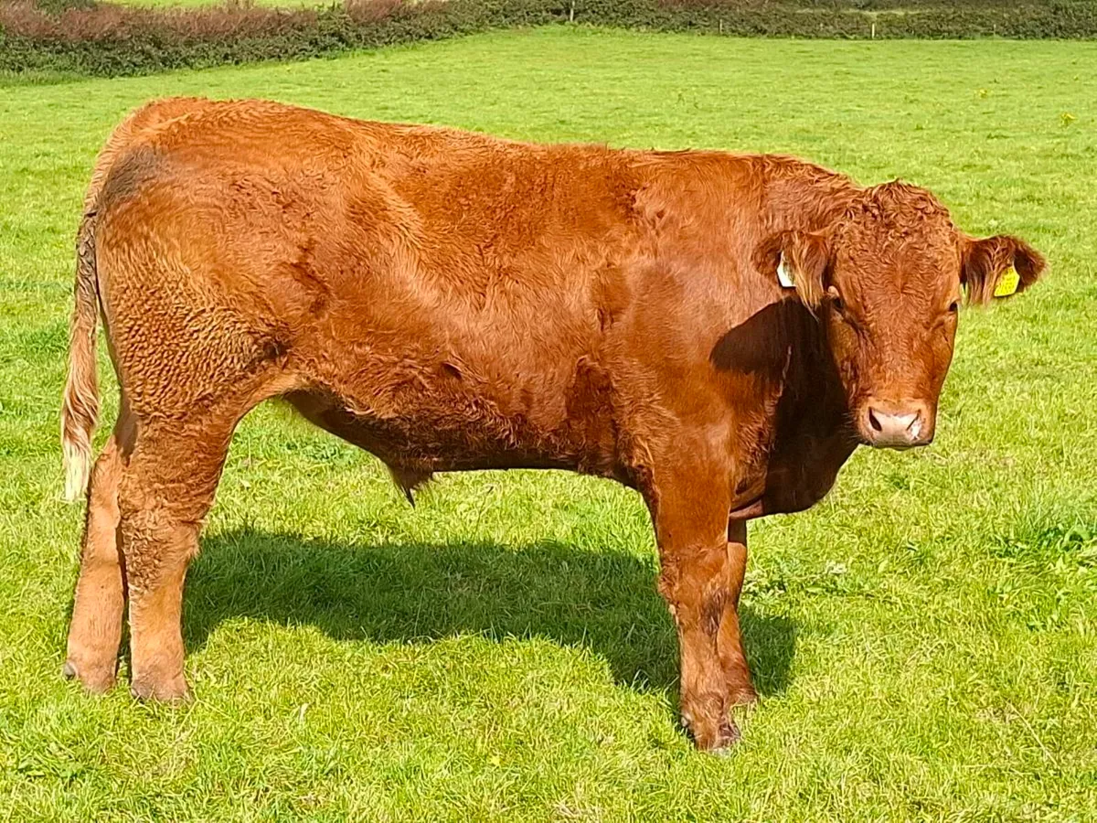 Full Symbol Organic Limousin Bullocks - Image 4