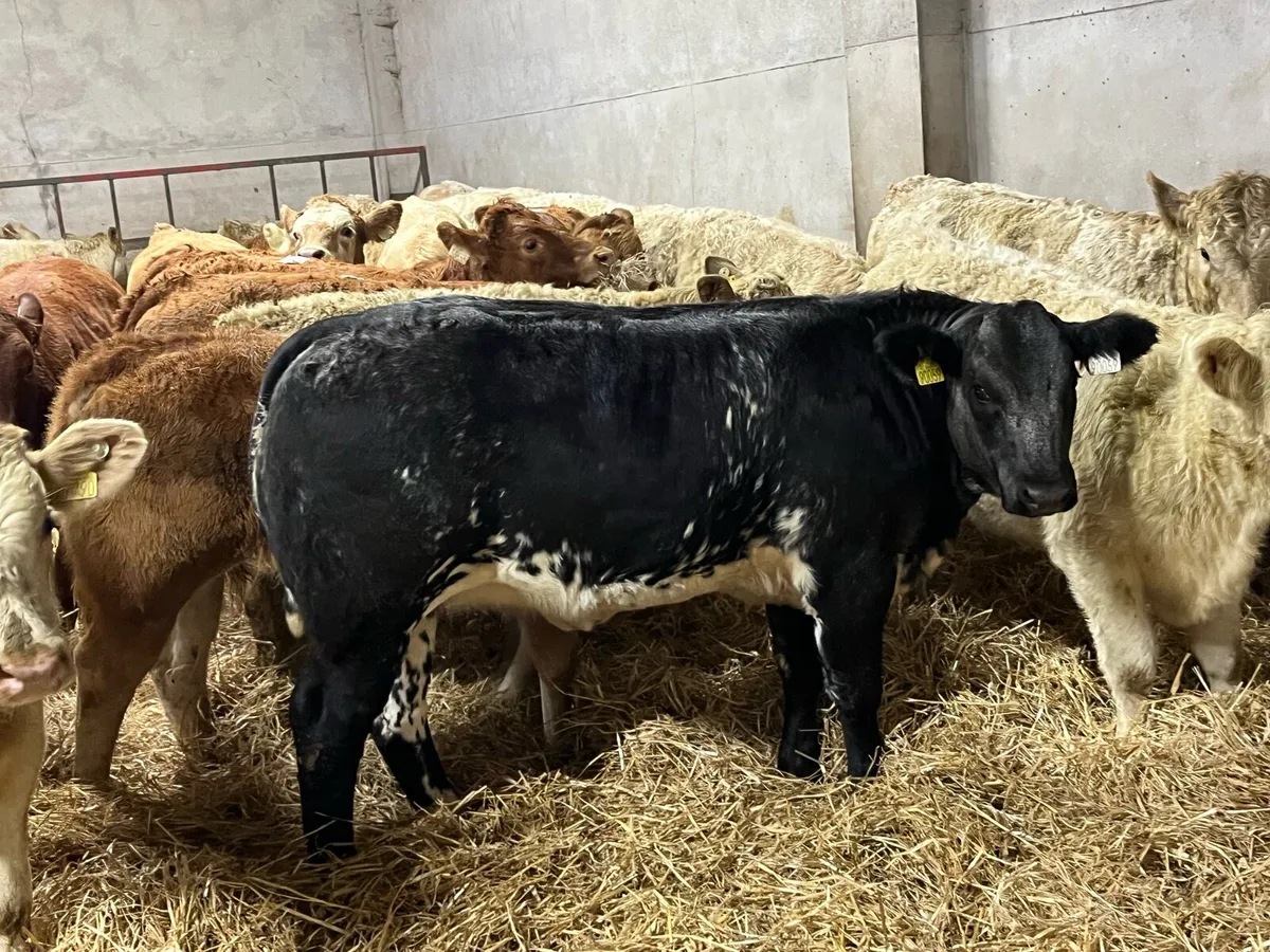 FRESH RUNNERS & WEANLINGS NOW IN!!! - Image 1