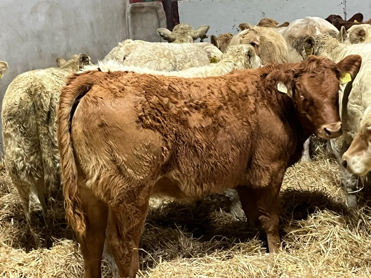 Super 275Kg CH & LIM Heifer Weanlings - Image 3