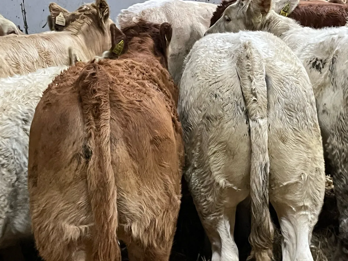 Super 275Kg CH & LIM Heifer Weanlings - Image 1