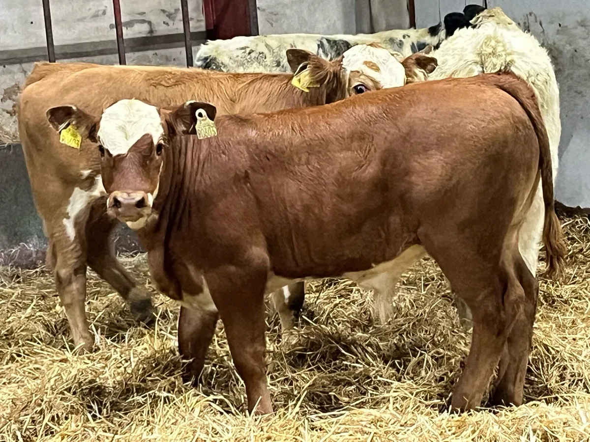 Super 220Kg CH & LIM Bull Weanlings - Image 1