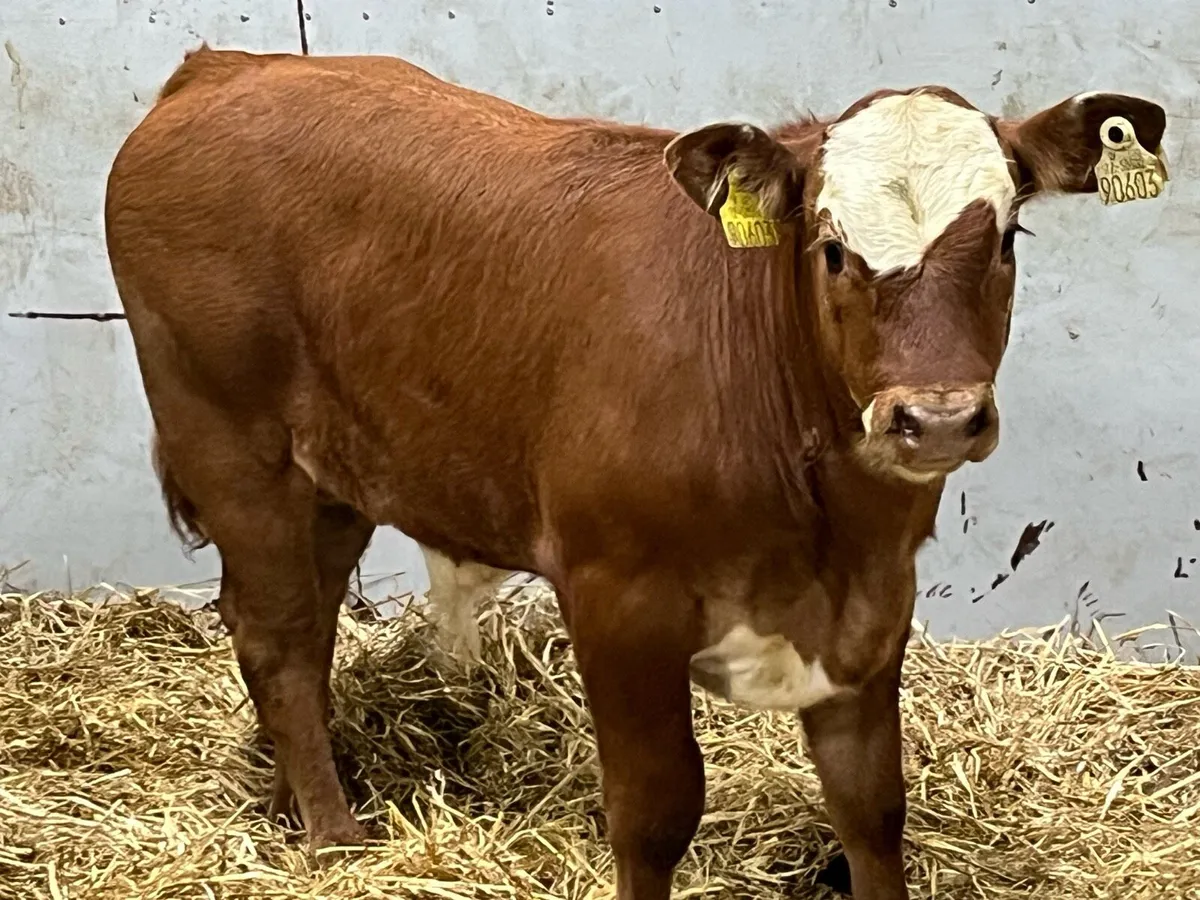 Super 220Kg CH & LIM Bull Weanlings - Image 2