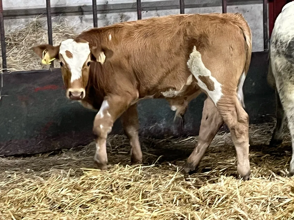 Super 220Kg CH & LIM Bull Weanlings - Image 3