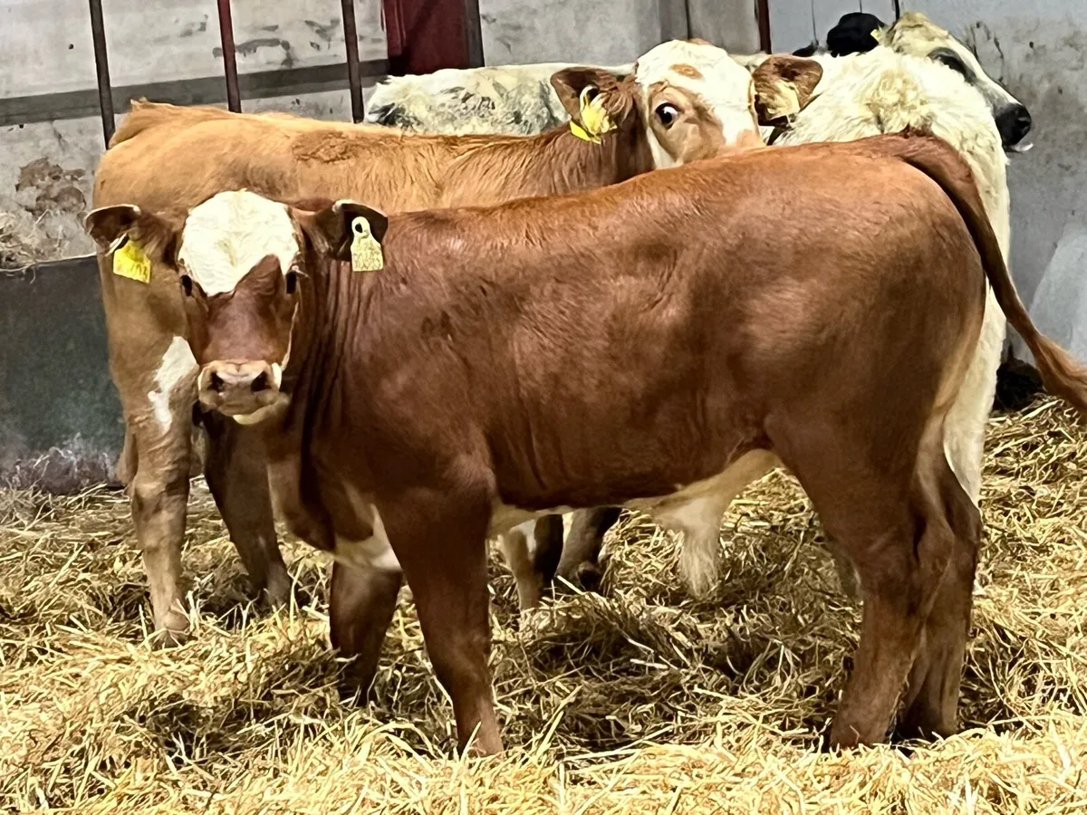 Super 220Kg CH & LIM Bull Weanlings - Image 4