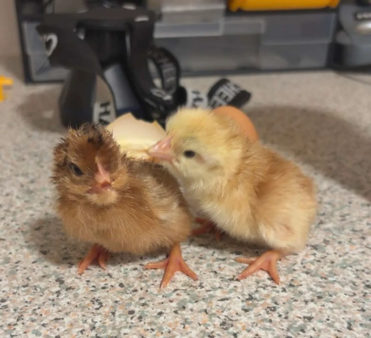 Laying brown hens - Image 1