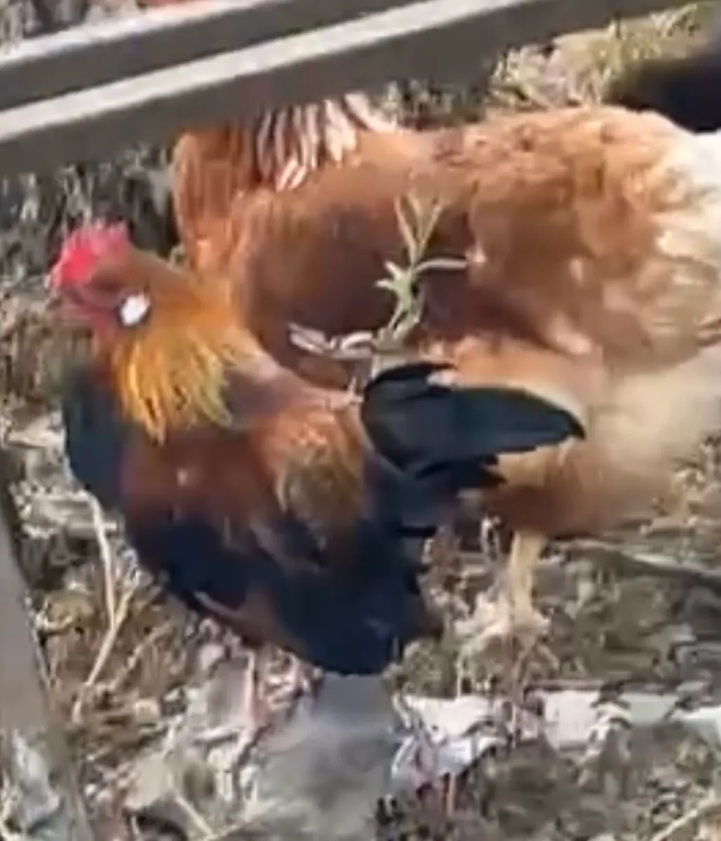 Laying brown hens - Image 3