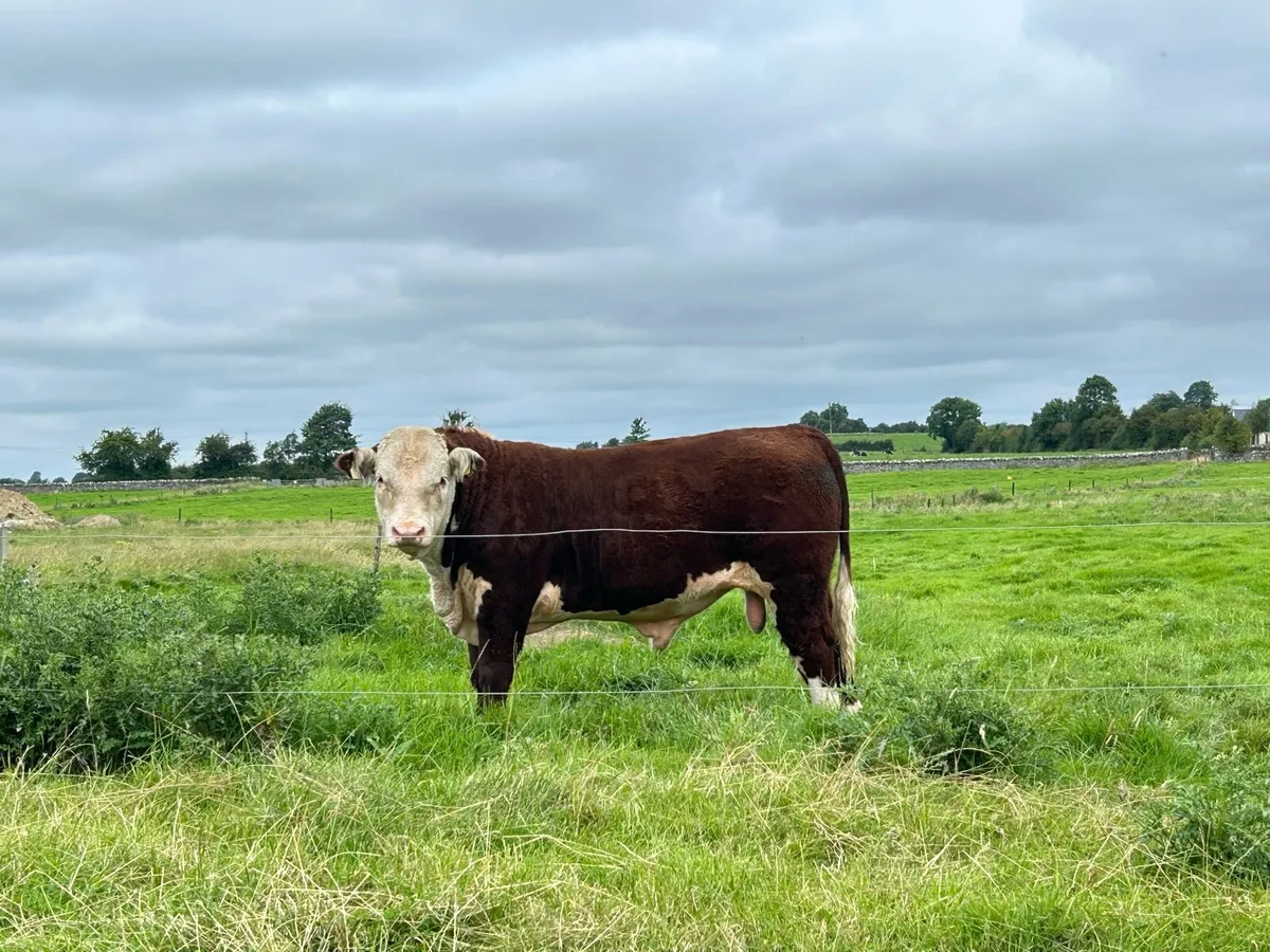 Pedigree Hereford - Image 1