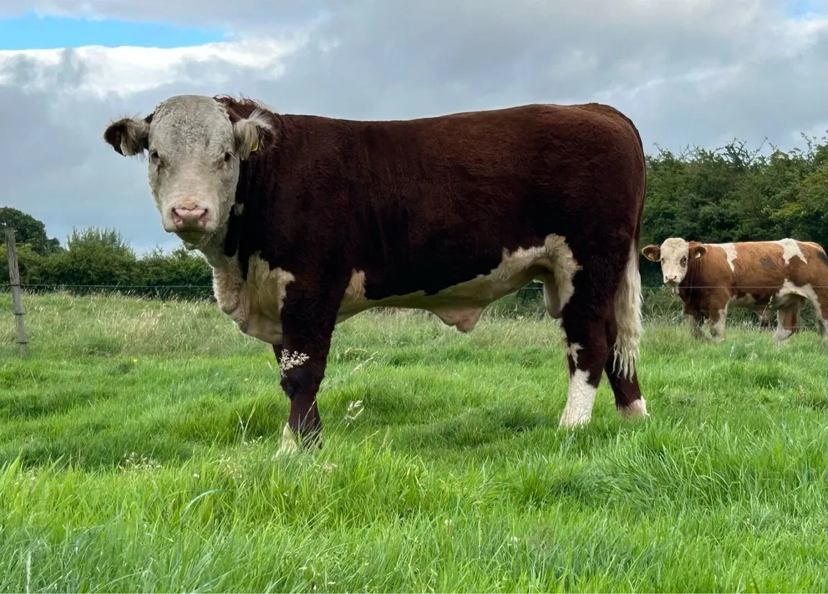 Pedigree Hereford - Image 3