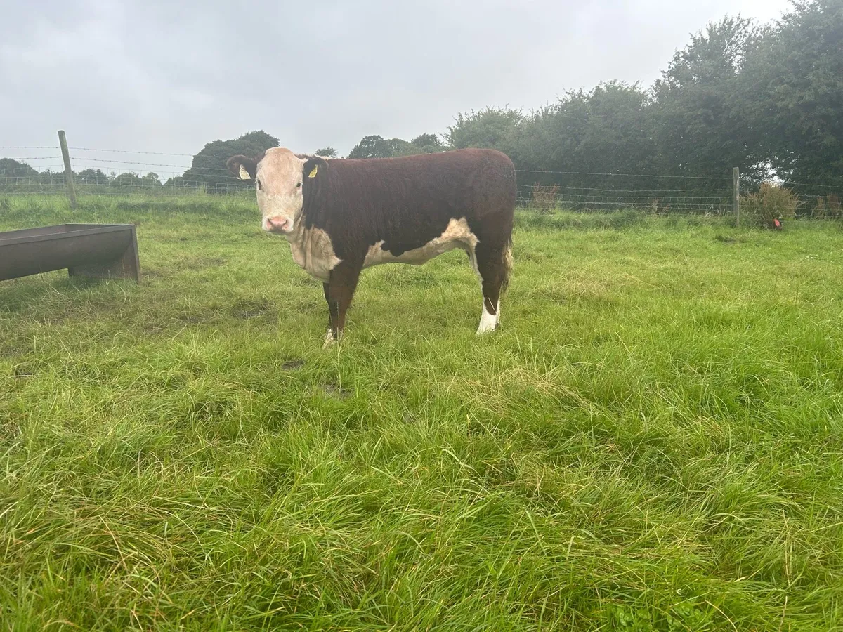 Pedigree Hereford - Image 4