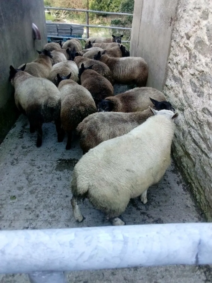 Rams - Image 1
