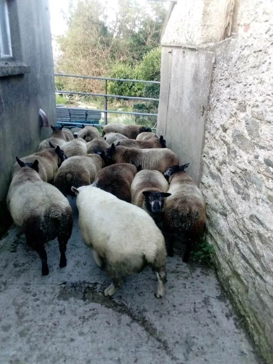 Rams - Image 2