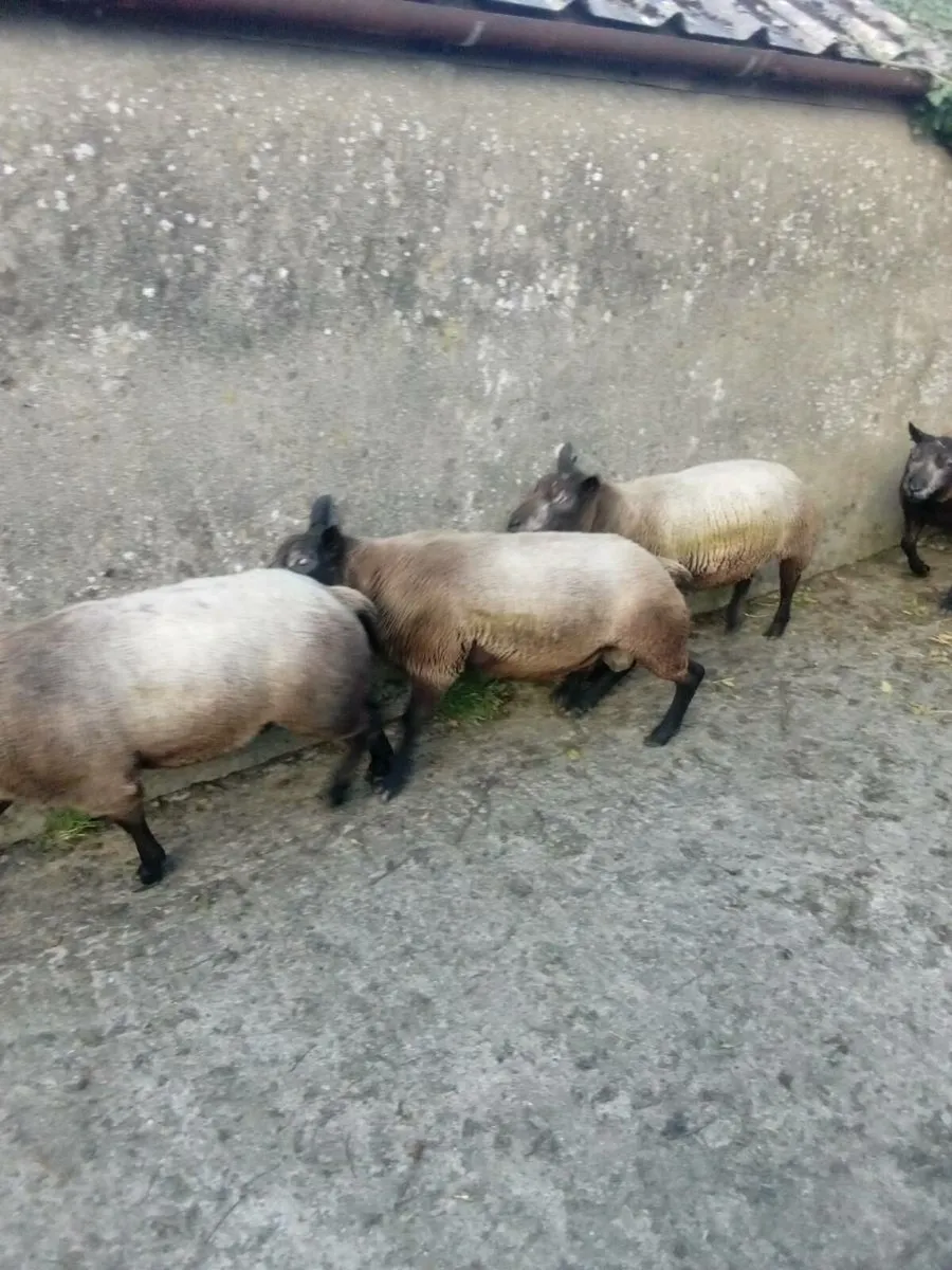 Rams - Image 3