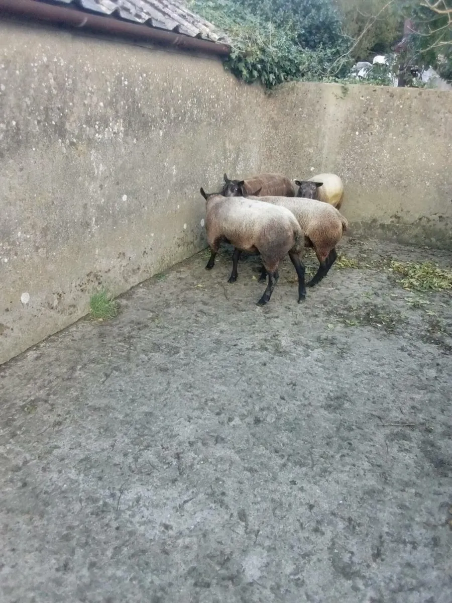 Rams - Image 4