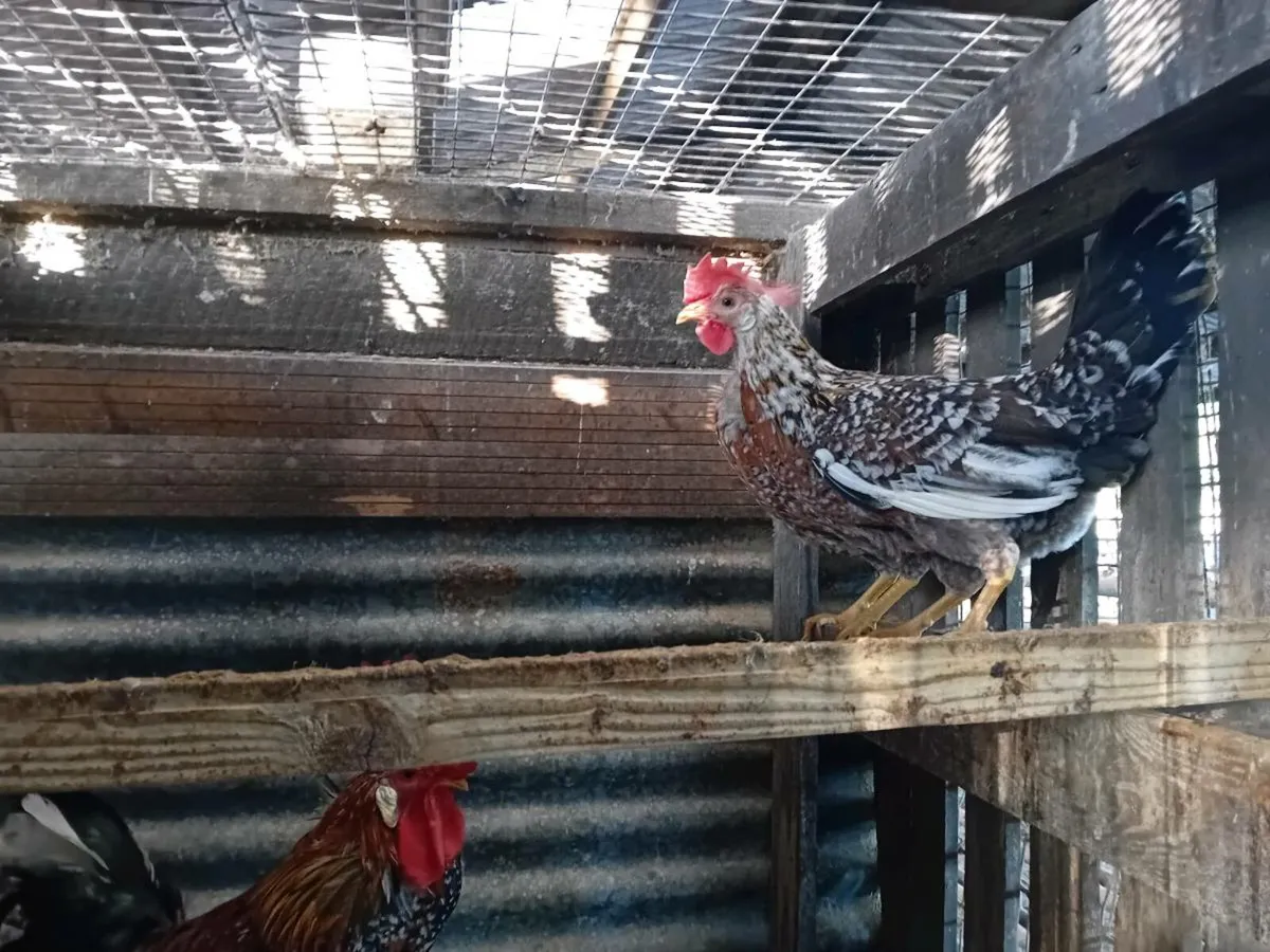 Hens - Image 3