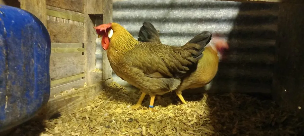 Hens - Image 4