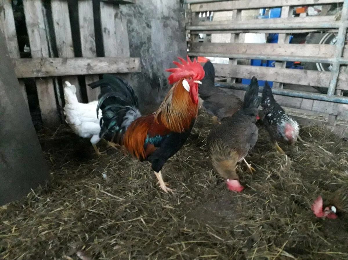 Hens - Image 1