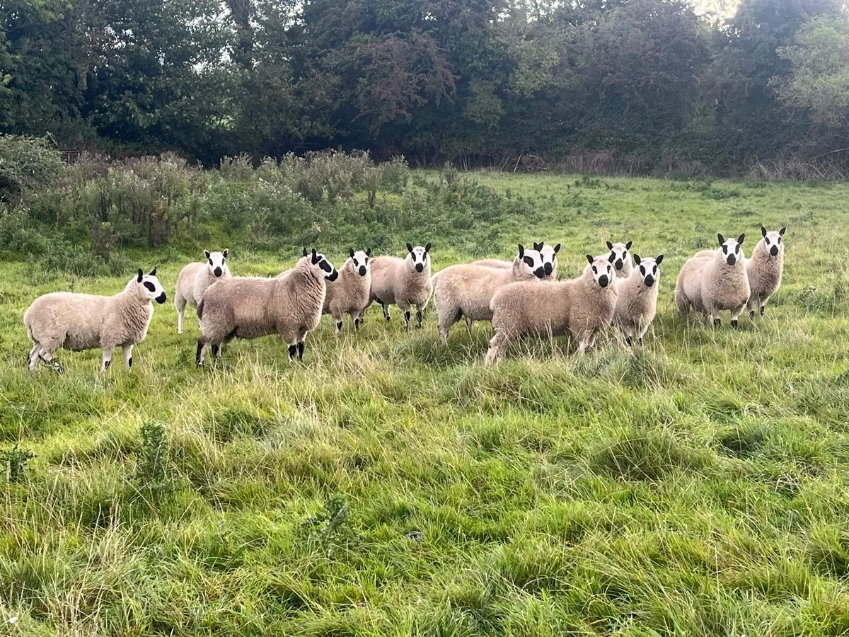 PB Kerry Hill Ram Lambs