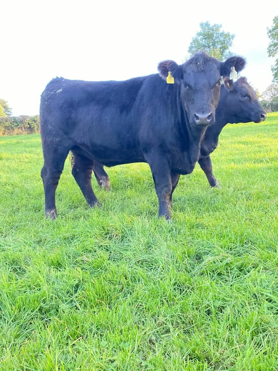 Pedigree Aberdeen Angus Heifers - Image 2