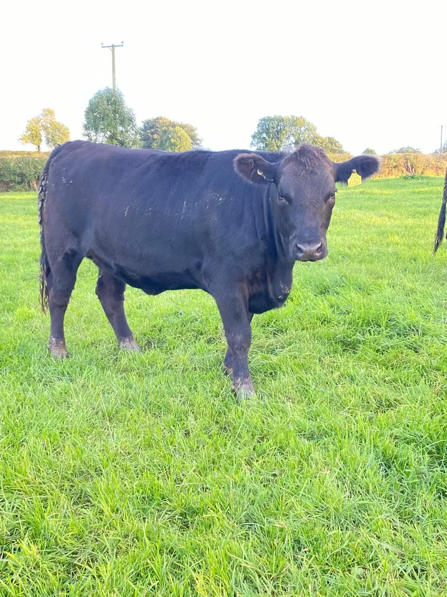 Pedigree Aberdeen Angus Heifers - Image 3