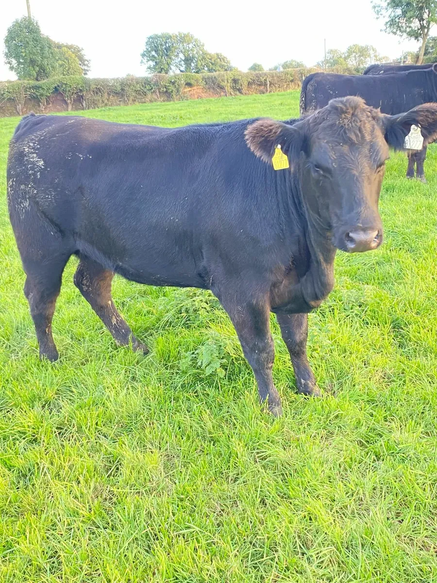 Pedigree Aberdeen Angus Heifers - Image 4