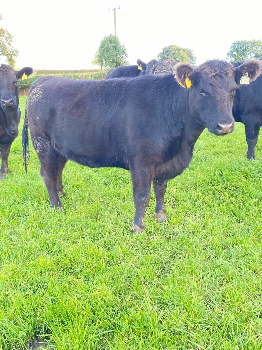Pedigree Aberdeen Angus Heifers - Image 1