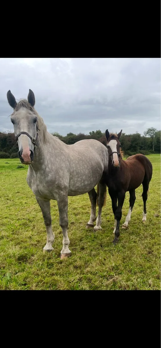 Irish draught Colt foal (grey) - Image 1