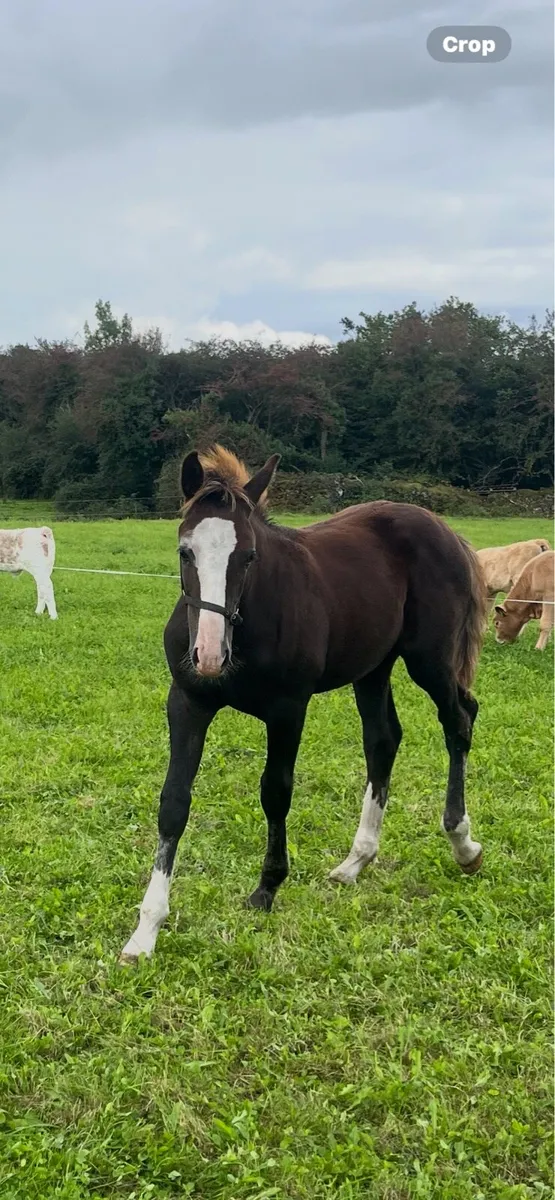 Irish draught Colt foal (grey) - Image 2