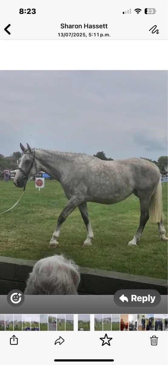 Irish draught Colt foal (grey) - Image 4