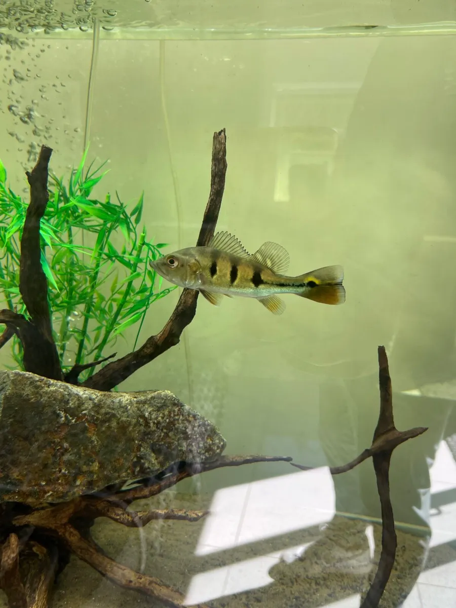 Fish tank , peacock bass , red tail cat fish - Image 2