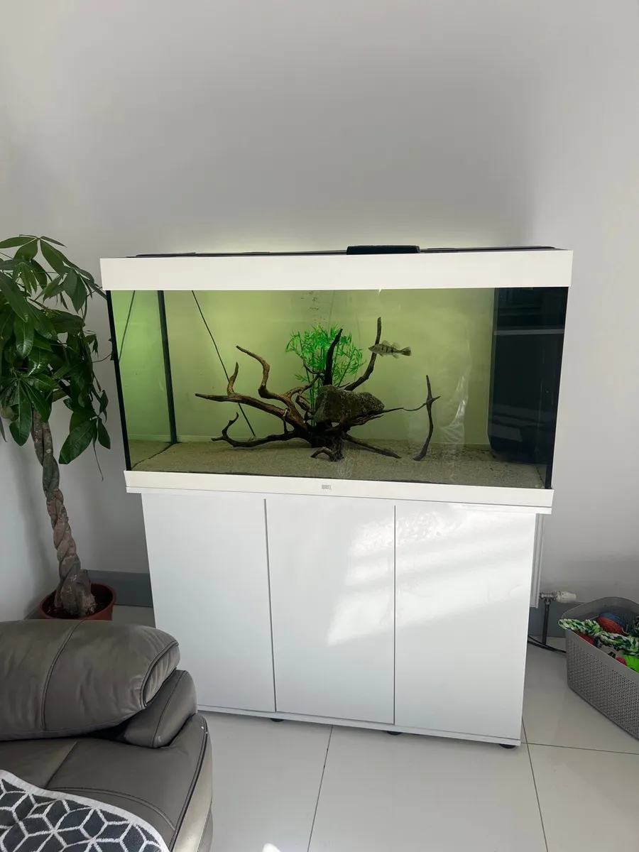 Fish tank , peacock bass , red tail cat fish - Image 4