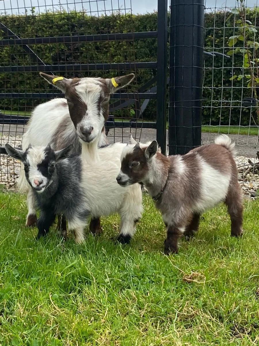2 Pygmy goats 👀🏠 - Image 1