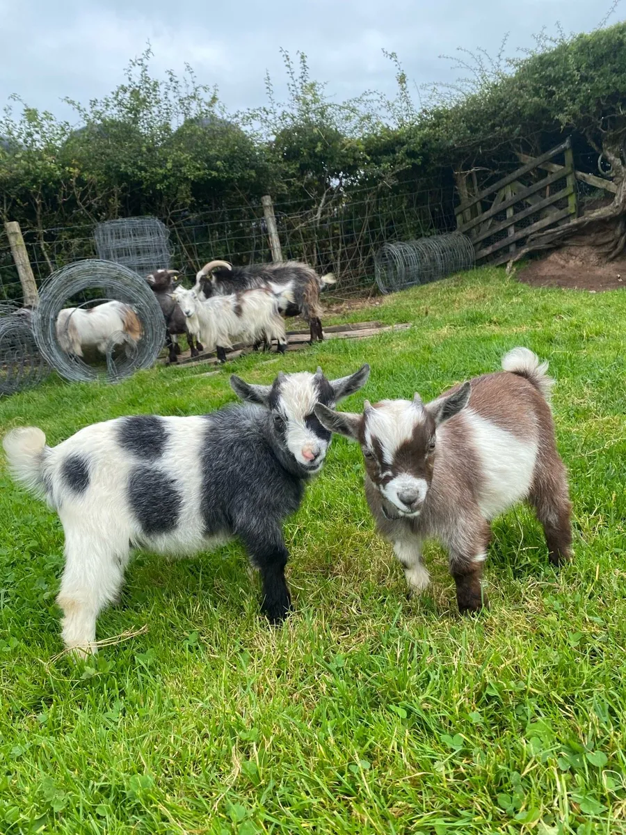 2 Pygmy goats 👀🏠 - Image 2