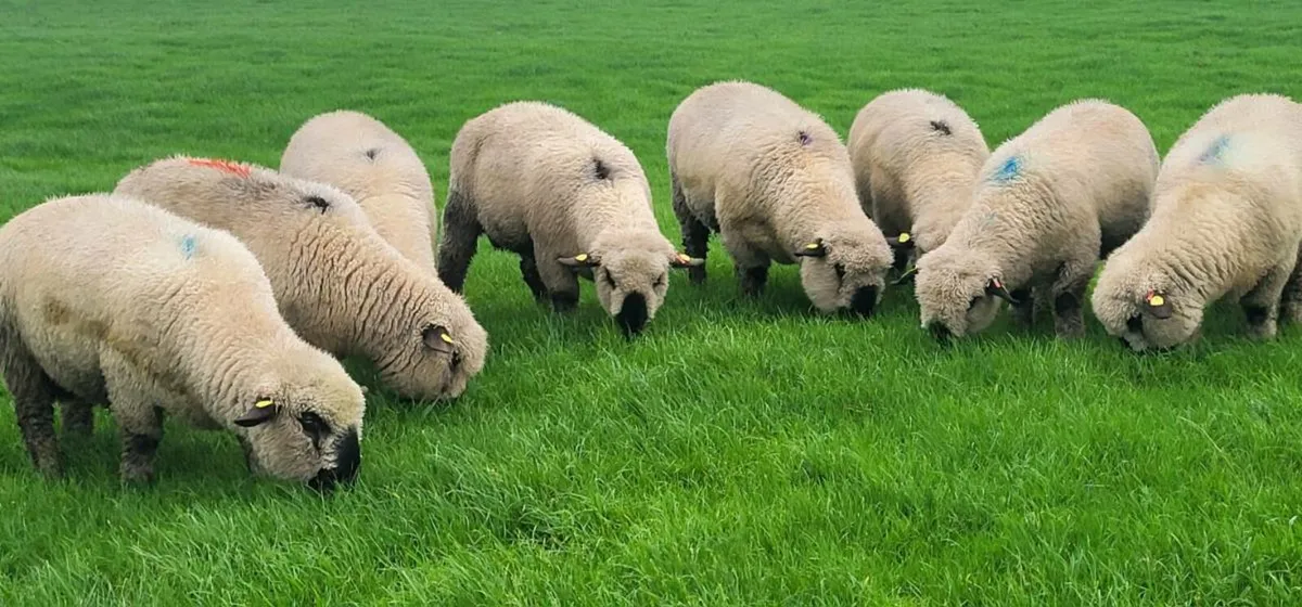 ⭐️SIS Pedigree Hampshire Down Ram Lambs⭐️ - Image 4