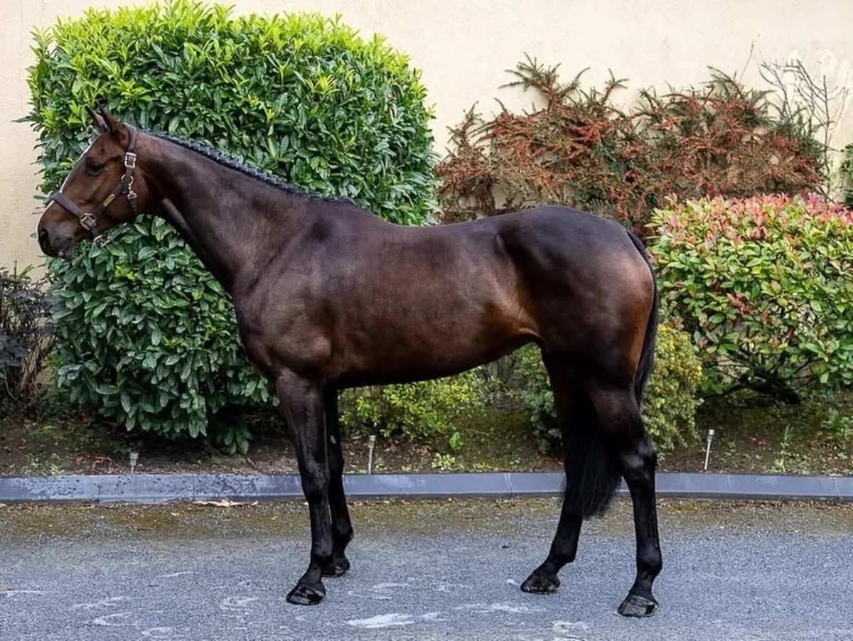 5 Year old Mare - Image 1