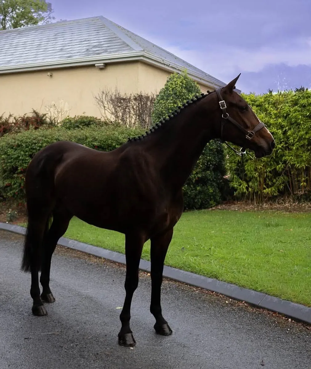 5 Year old Mare - Image 2