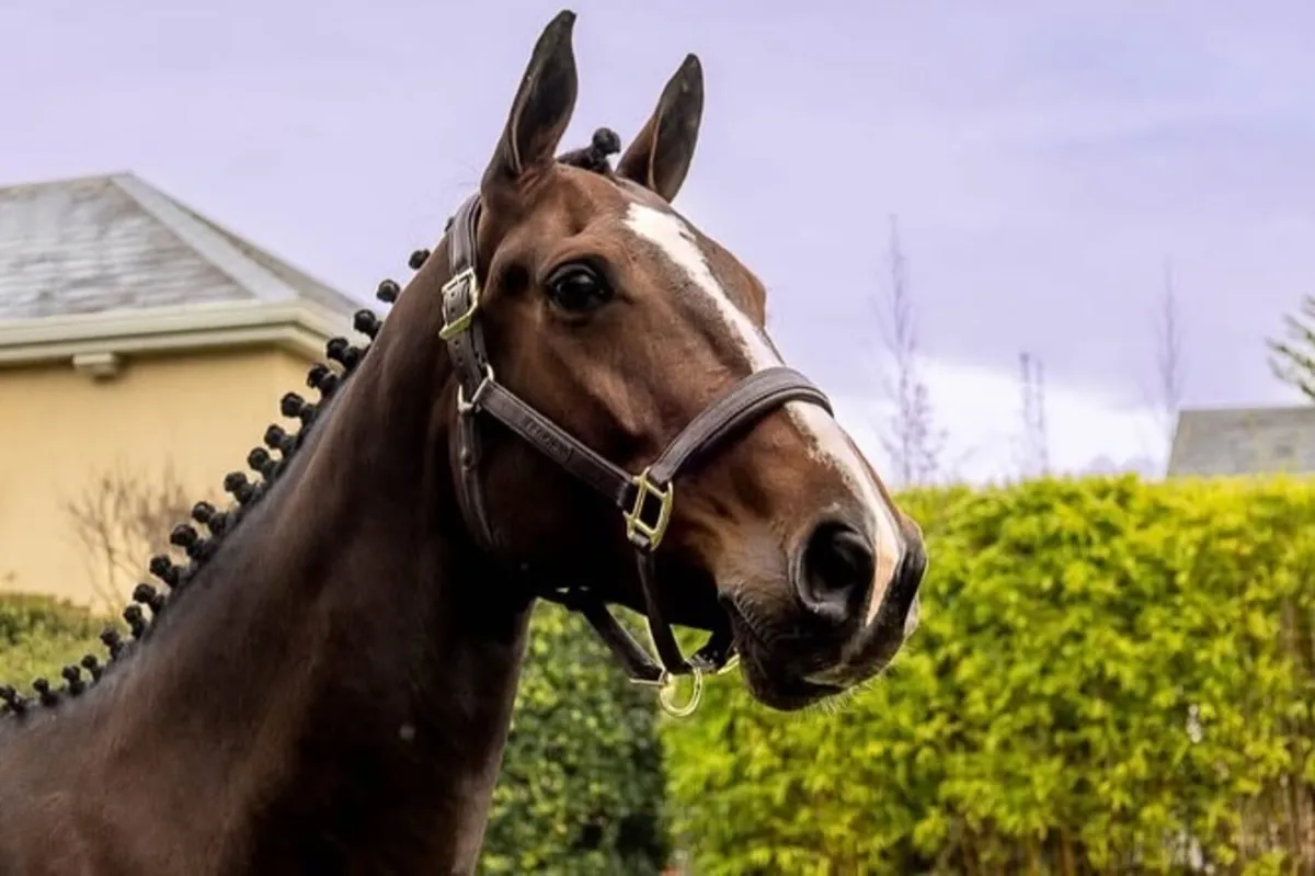 5 Year old Mare - Image 3