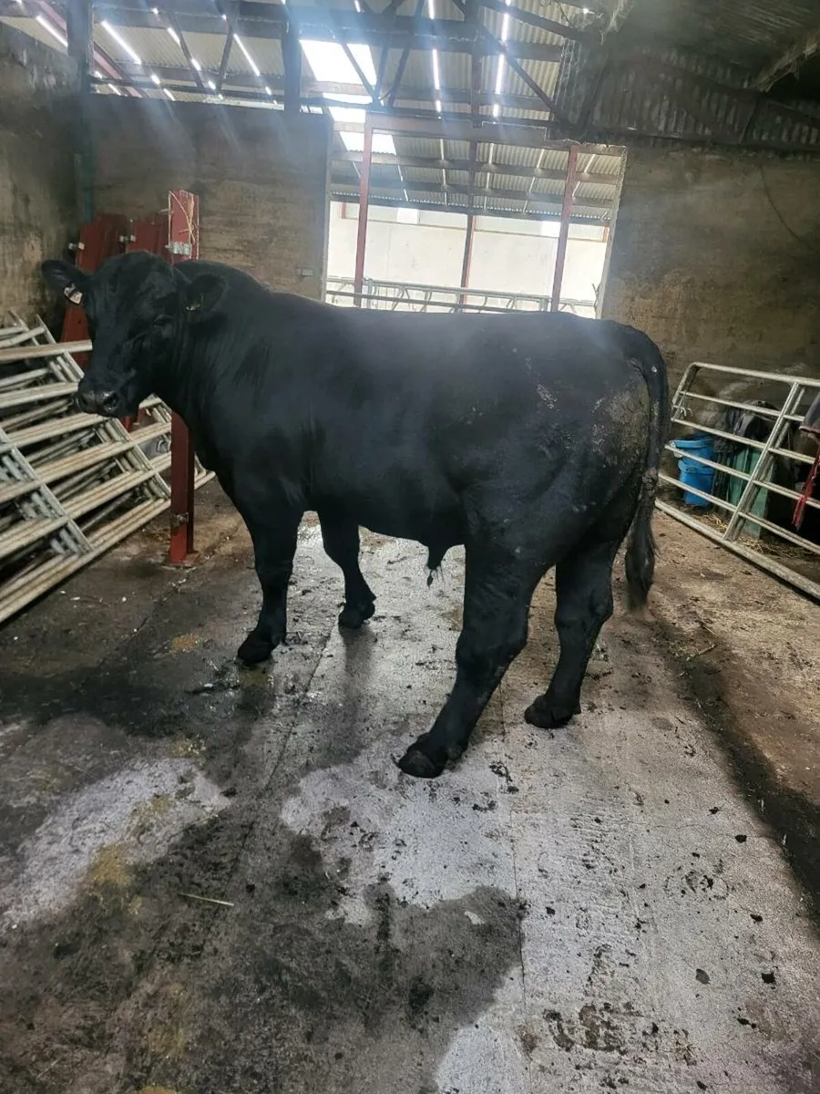 Angus bull - Image 2