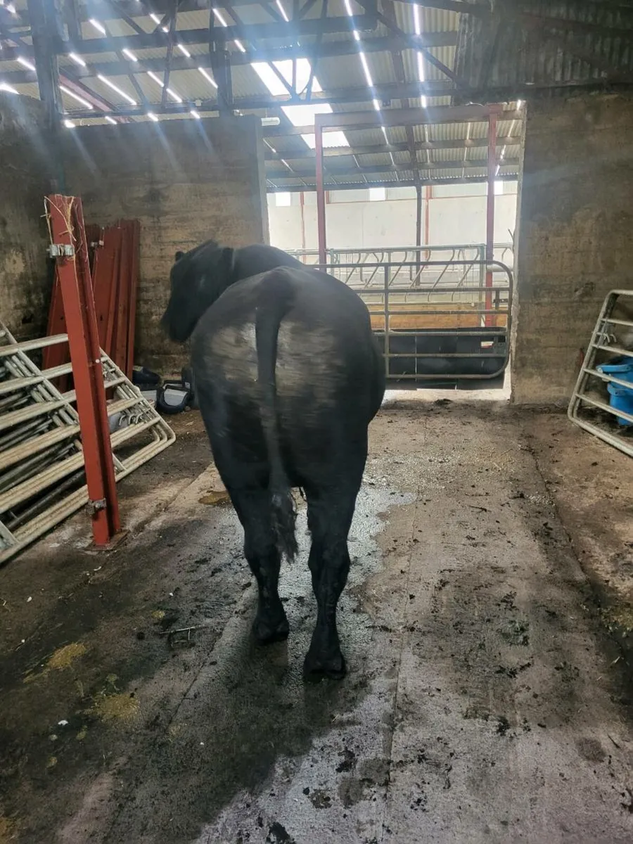 Angus bull - Image 3