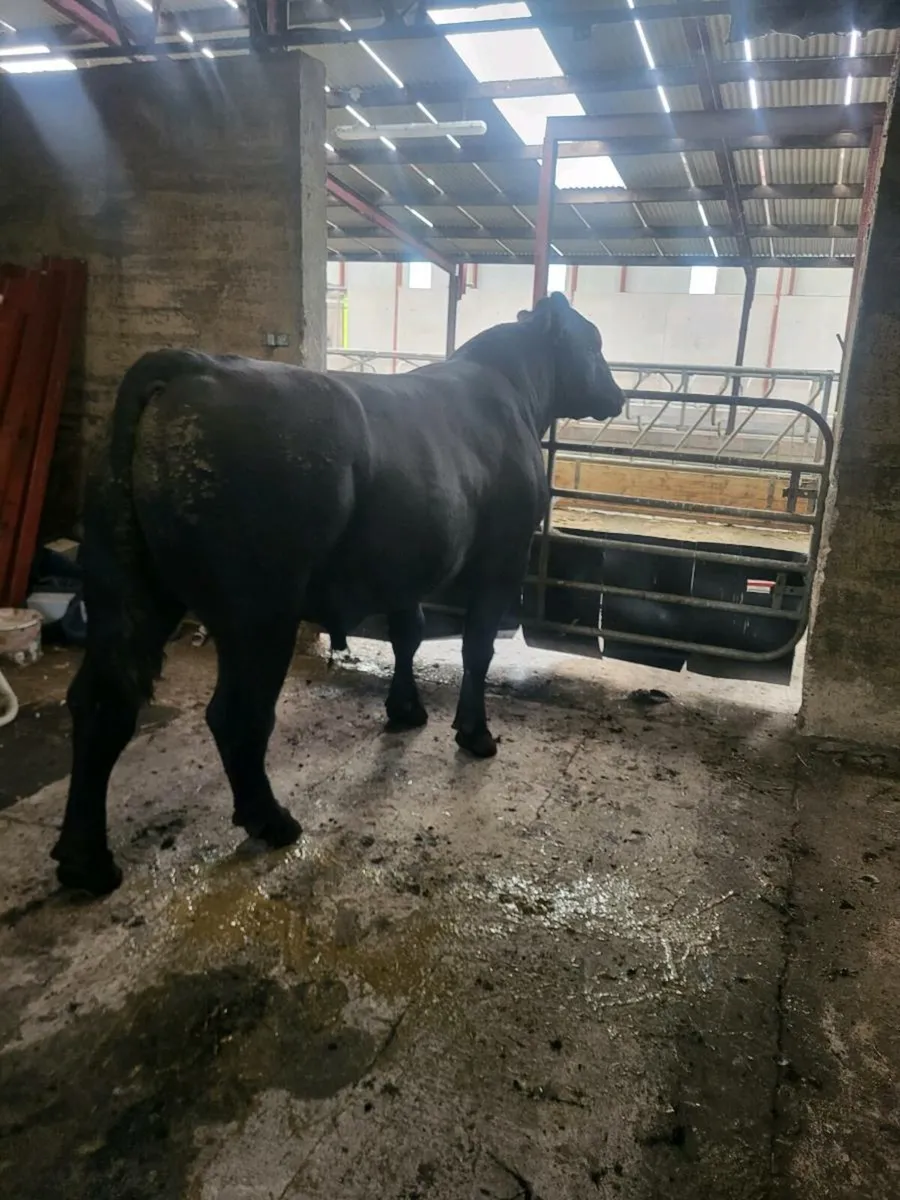Angus bull - Image 1