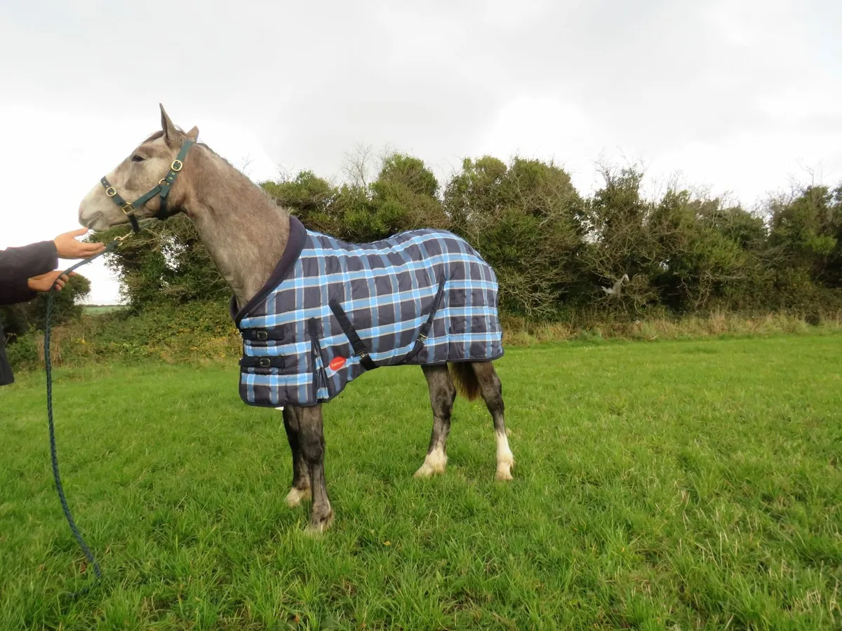 Waterproof outdoor and warm stable rugs for sale - Image 4