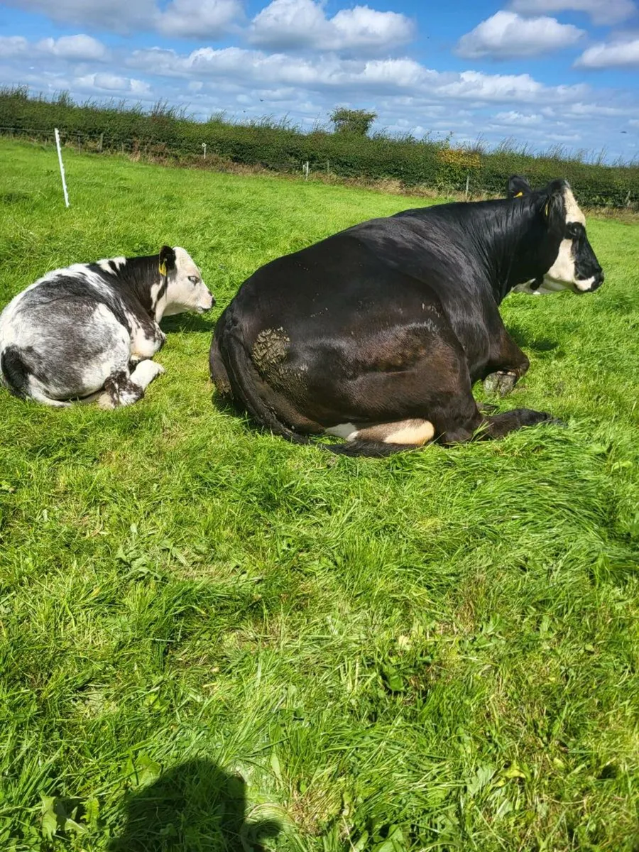 Cow &calf - Image 2