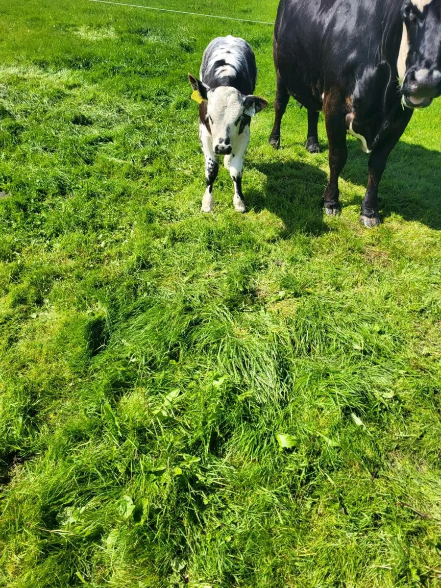 Cow &calf - Image 3